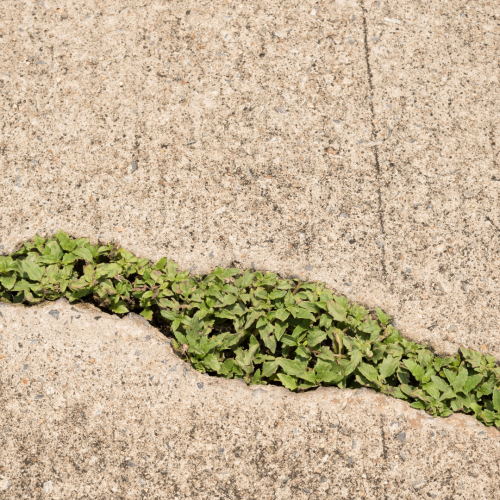 Vegetação no concreto